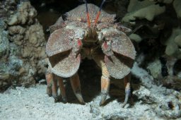 Großer Bärenkrebs (Scyllarus latus)